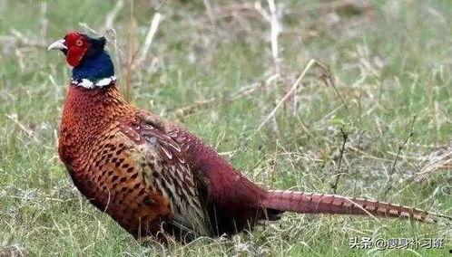 山鸡鱼的爆料方法视频教程,视频教程全解析