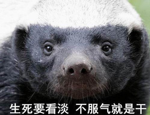 平头哥最新爆料  第3张